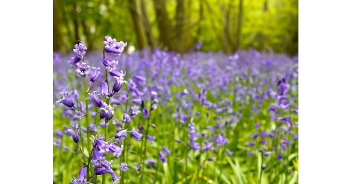11 of the best places to see bluebells in Gloucestershire
